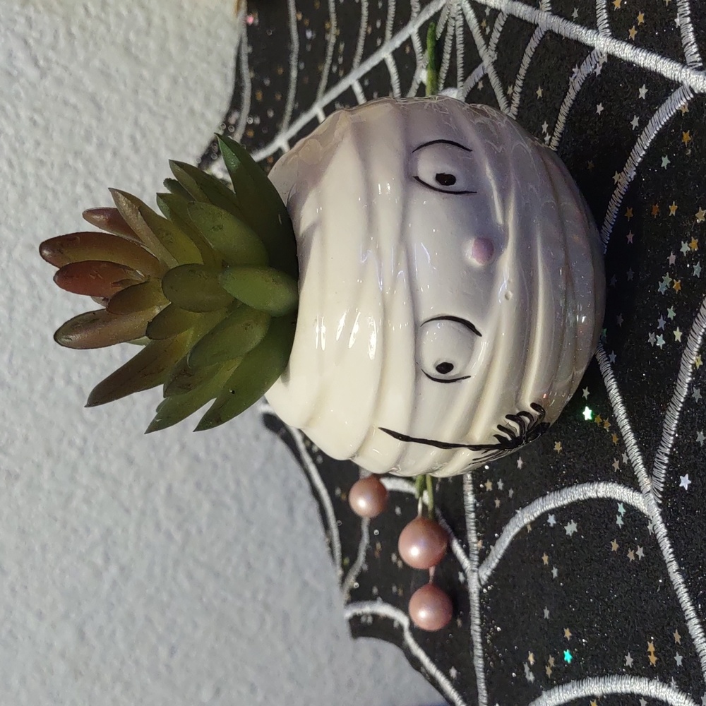 Halloween Mummy mini succulent